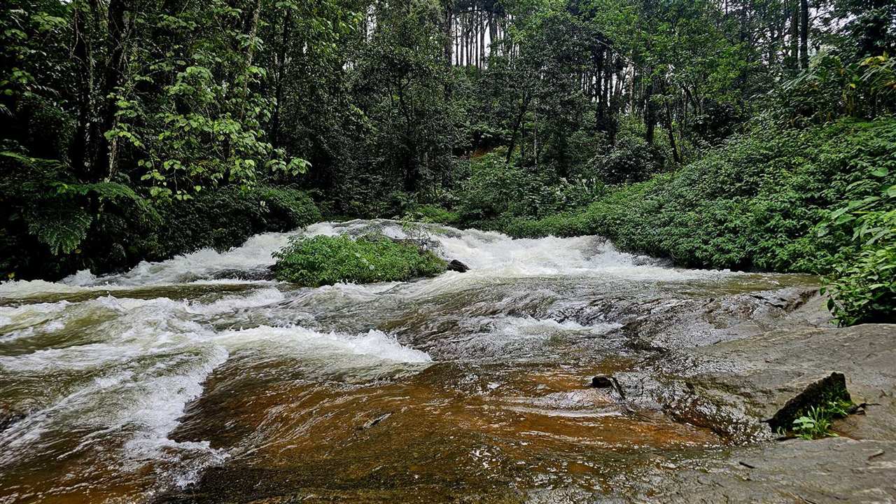 River rapids tumbling through green forest