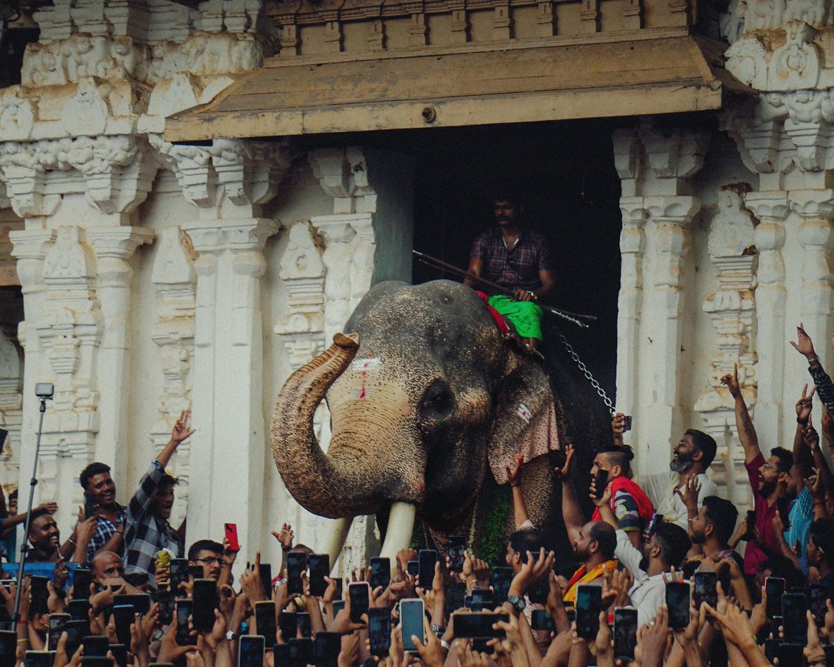 A temple elephant surrounded by festival crowds in Thrissur