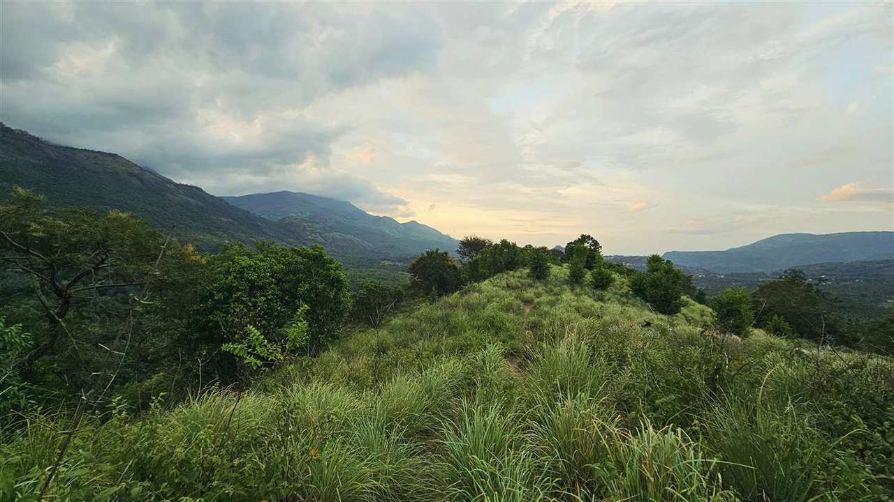 A grassy ridge above misty hills in Kerala's High Range