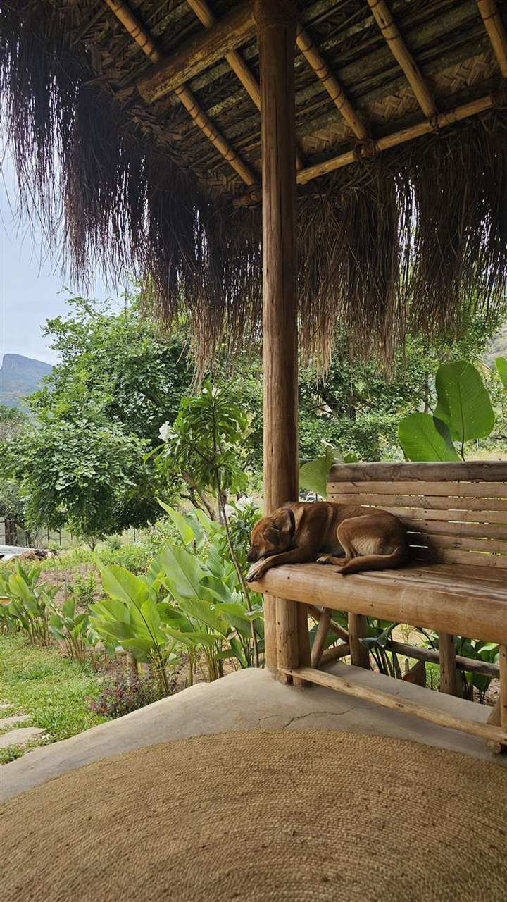 A thatched verandah with a sleeping dog overlooking the garden